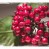 Christmas - holly
