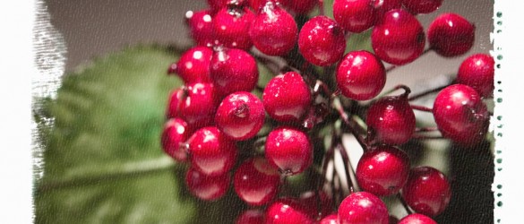 Christmas - holly